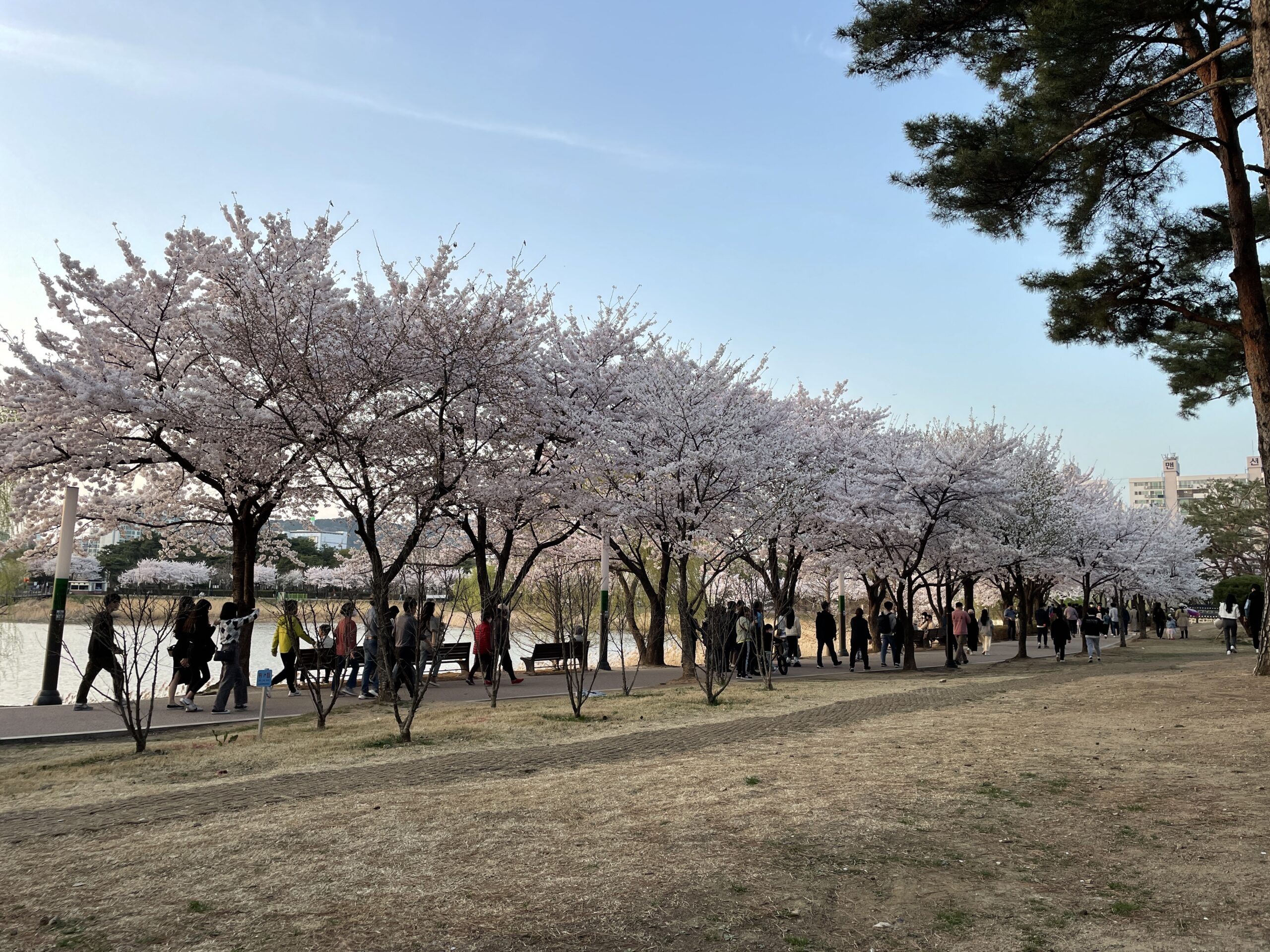만석공원 저수지와 벚꽃 전경